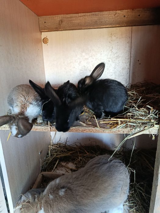 Sprzedam młode króliki