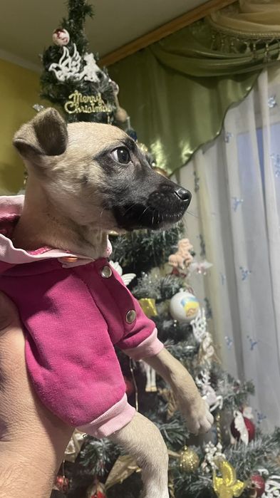 Безкоштовно в добрі руки