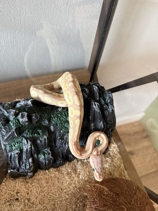Wąż domowy z terrarium