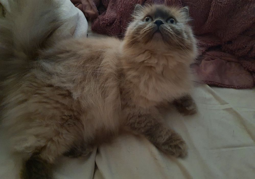 Котик шотландець