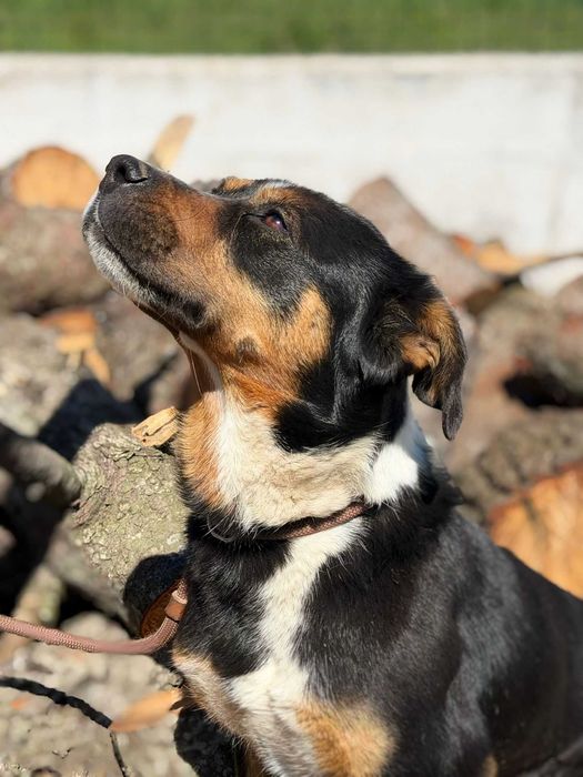 Rubi - xRottweiler para adoção