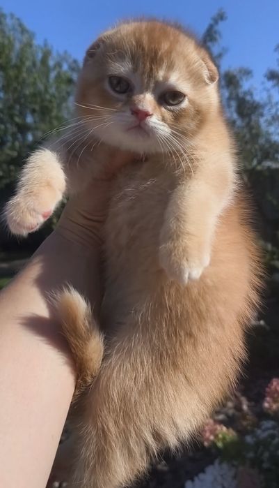 хлопчик висловухий