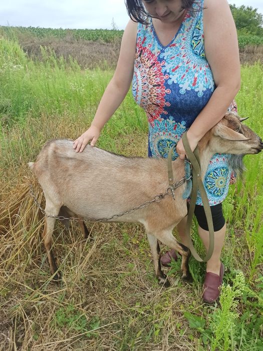 Продаж дійних кіз ( можливо разом стадо из 3 дійних кіз, молодої кози и цапа)