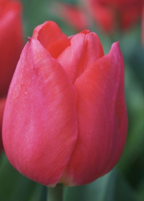Tulipany cebulki z Holandii