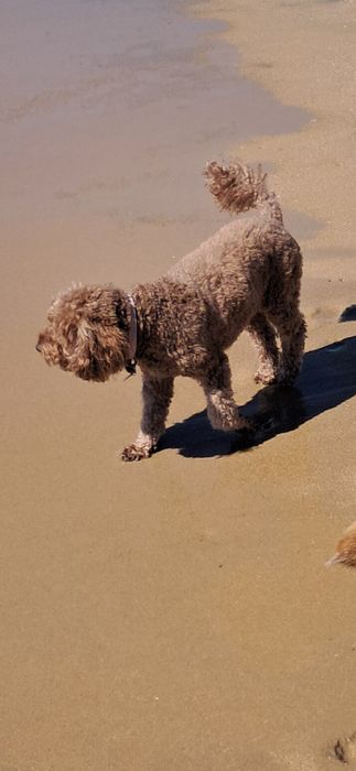 Passeio cães (Carnaxide a Algés)