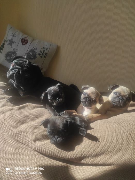 Цуценята мопса клубу "Bembe club UA".