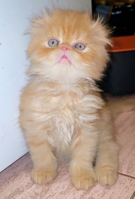 Персидский котёнок