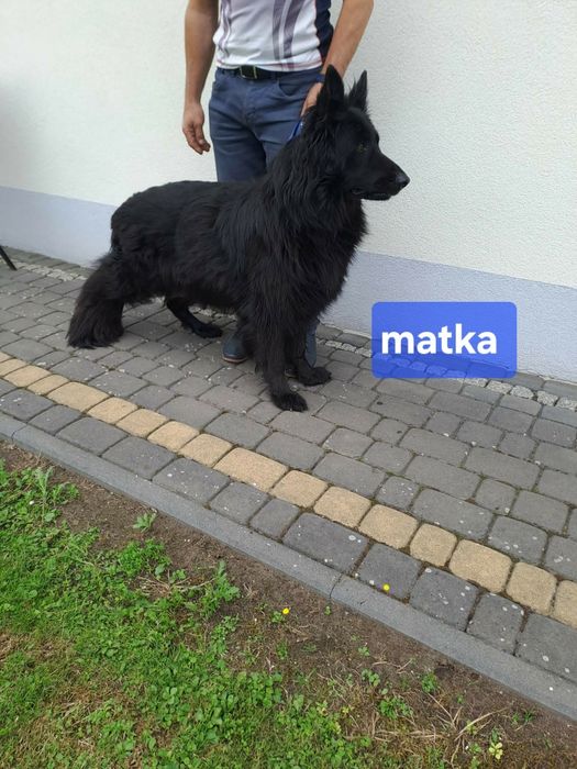 Szczeniaki owczarka niemieckiego
