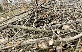 Візьму безкоштовно в дар гілки дерев та кущів з доставкою