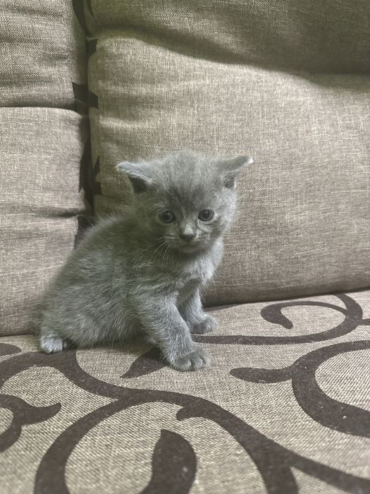 Котики! Сірі кошенята