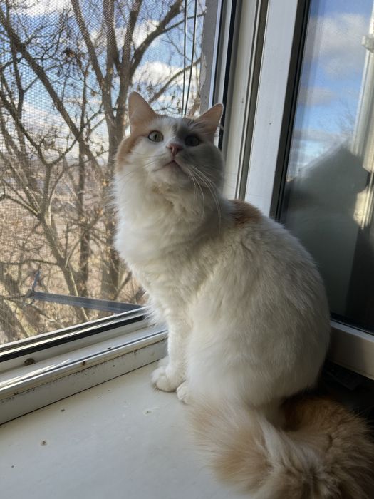 Отдам в хорошие руки кота