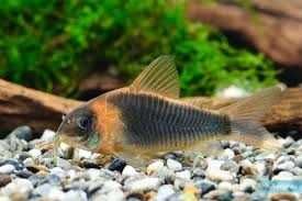 Kirys Corydoras Eques 5cm dorosły