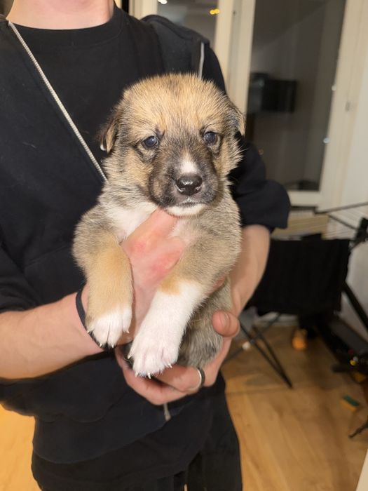 Szczenięta Husky do adopcji