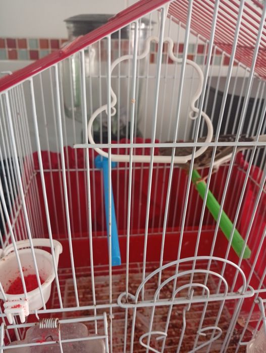 Vendo canária com gaiola