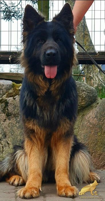 Owczarek niemiecki długowłosy FCI