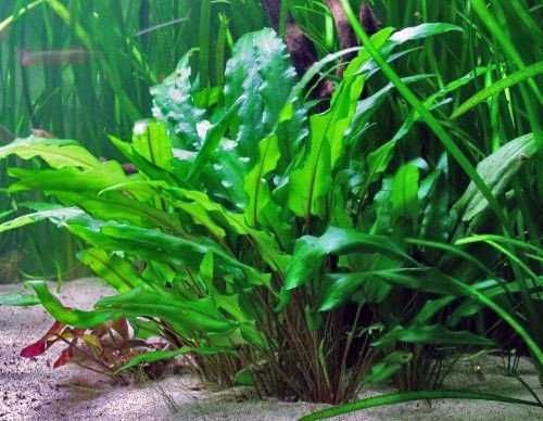 Kryptokoryna / Cryptocoryne