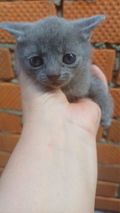 Віддам безкоштовно грайливих кошенят.