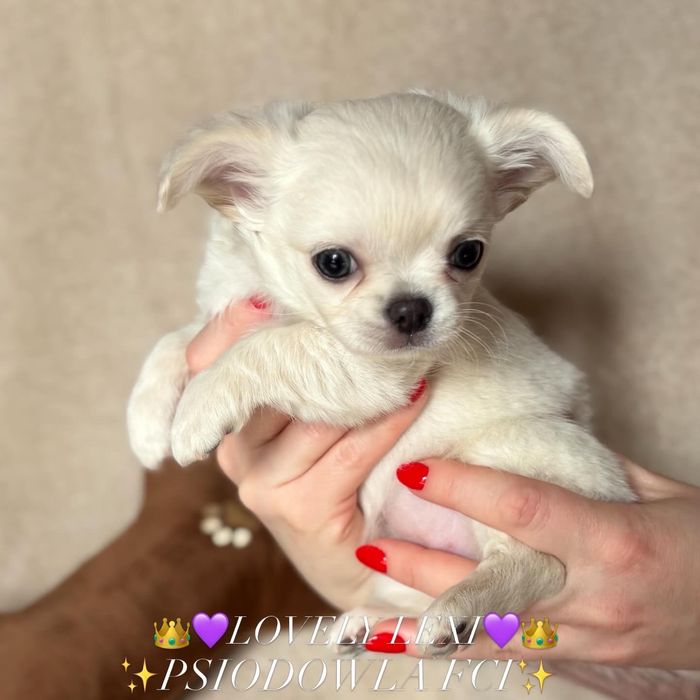 Zarezerwowana -Cudowna Biała Kuleczka Suczka Chihuahua ZKwP/FCI