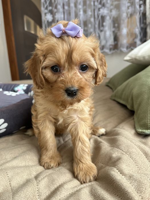 Cudowna suczka cavapoo