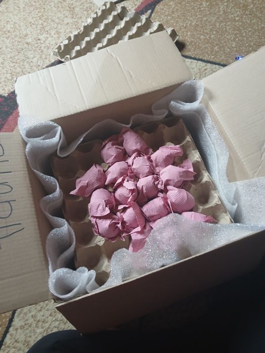 Амрокс інкубаційне яйце курей.