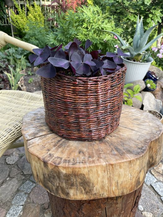 Szczawik  (oxalis)