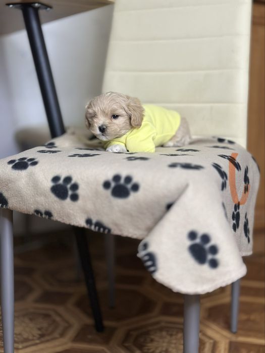 Маленький мальтіпу красотун. Хлопчик міні екстра