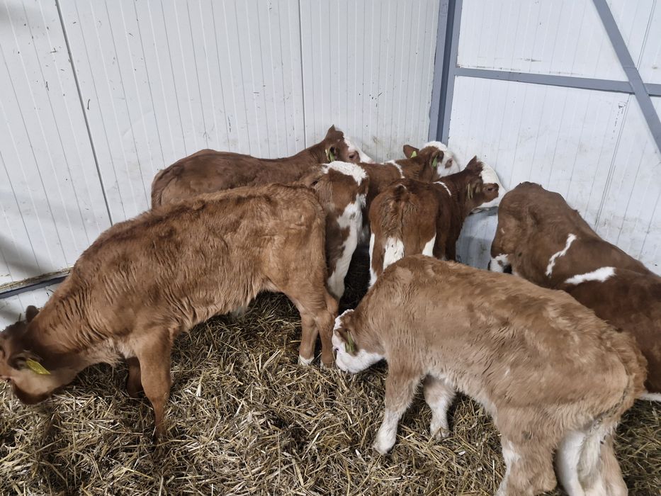 Sprzedam byczki mięsne