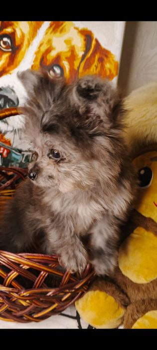 Мальтіпу хлопчик мініатюрний хлопчик мальтіпу