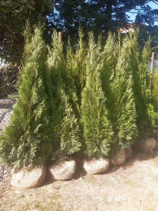 Drzewka owocowe  wisnia  jabłoń porzeczka borówka morela brzoskwinia