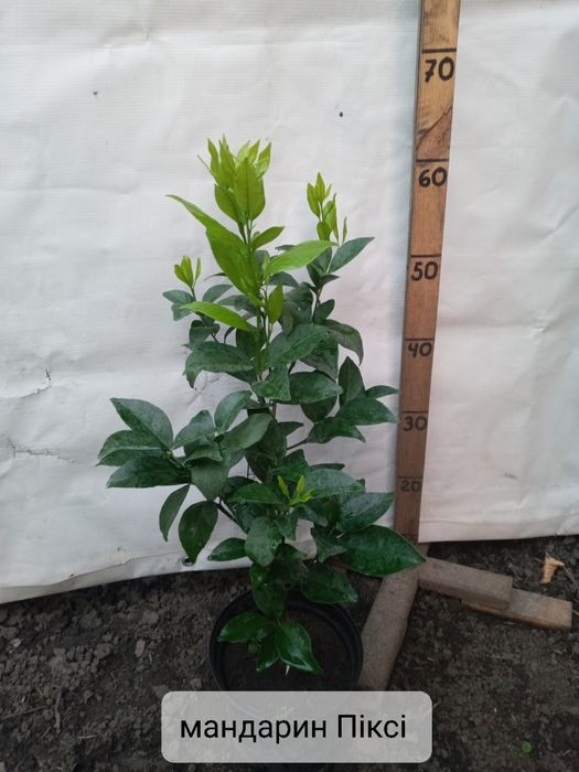 Мандарини, клементини, апельсини та інше