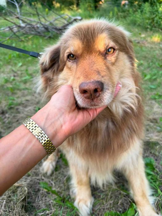 7 letni Maniek do pilnej adopcji!