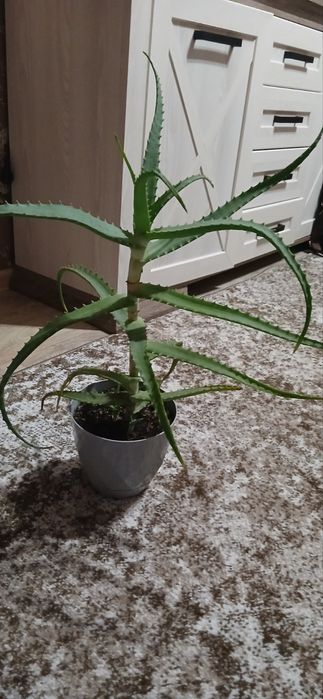 Алоє вера,вазон,Алоє,рослина лікувальна доглянута