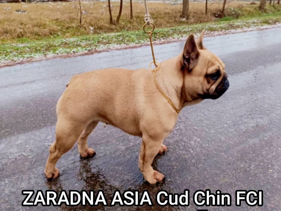 Buldog francuski płowy piesek