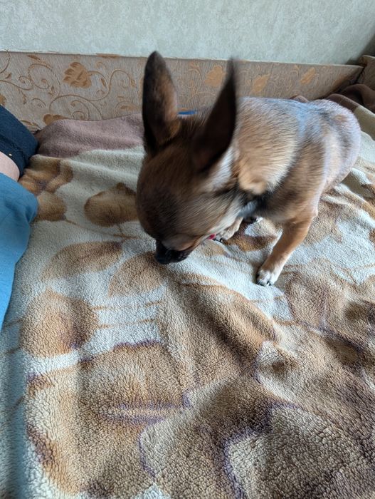 Замечательный мальчик чихуахуа