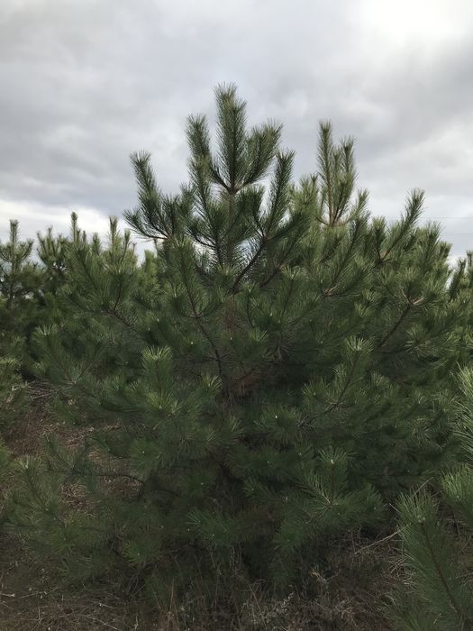 Сосна кримська, ялина європейська від 2 м
