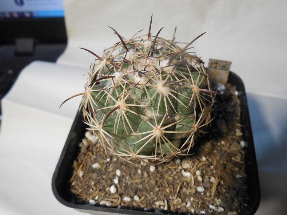 Echinocereus canus (russanthus – v. neocapillus) – Solitario