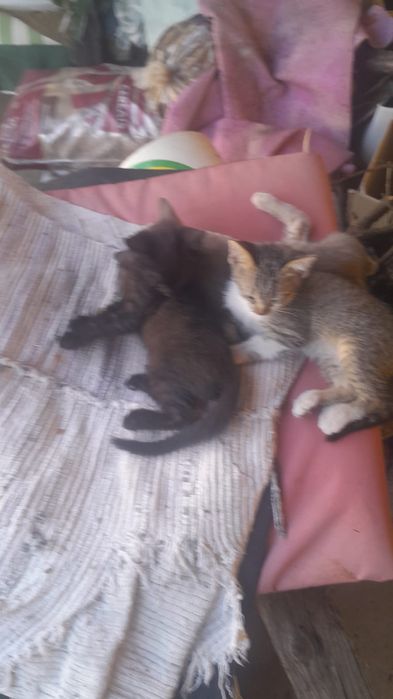 Gatinhos para Doação