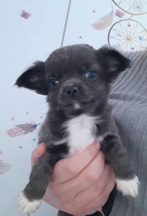 Chihuahua piękny piesek niebieski zkwp fci