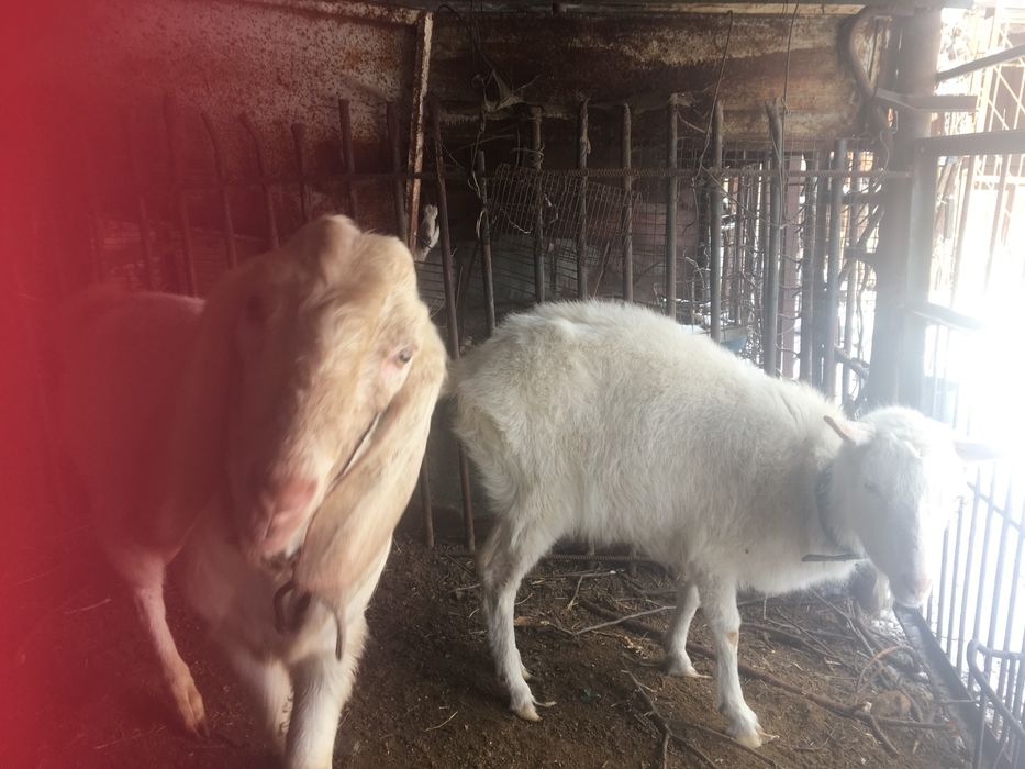 Козел 90%АН вязка