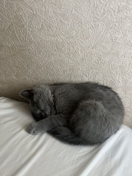 Шотланський котик
