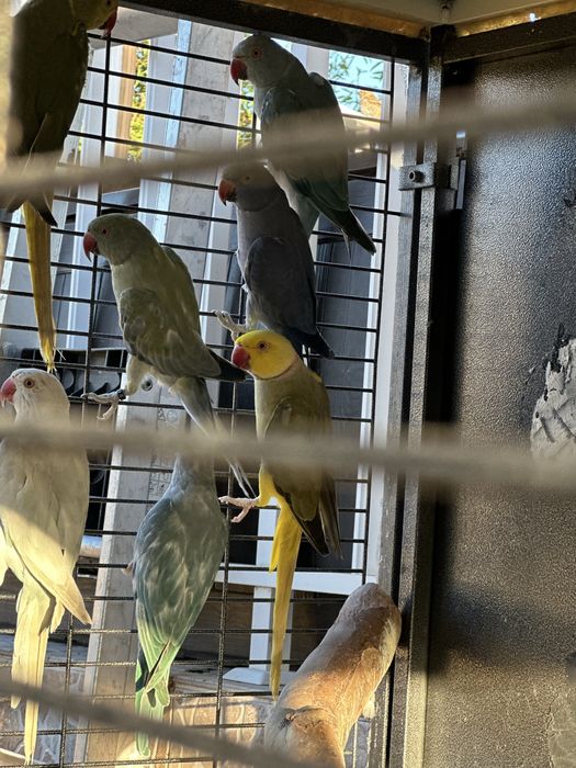 Lote de ring neck adultos