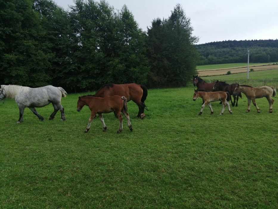 Pilnie Sprzedam !!! klacz kobyła koń konie zimnokrwiste