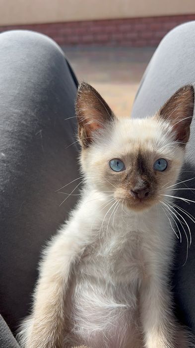 Сіамські котики.