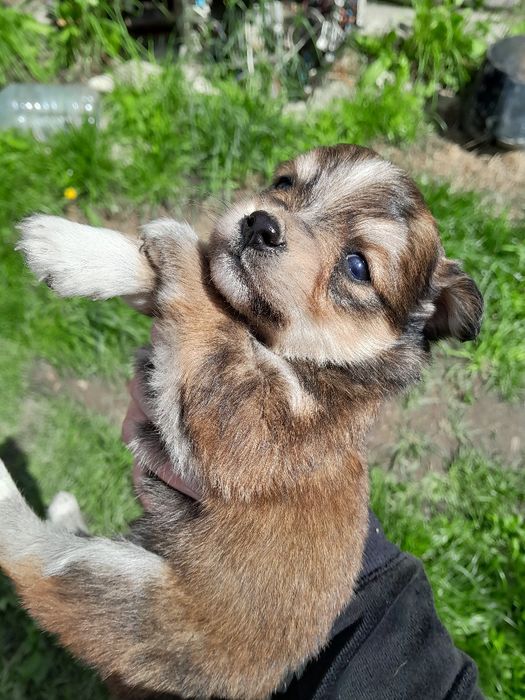 Цуцики (безпородисті)