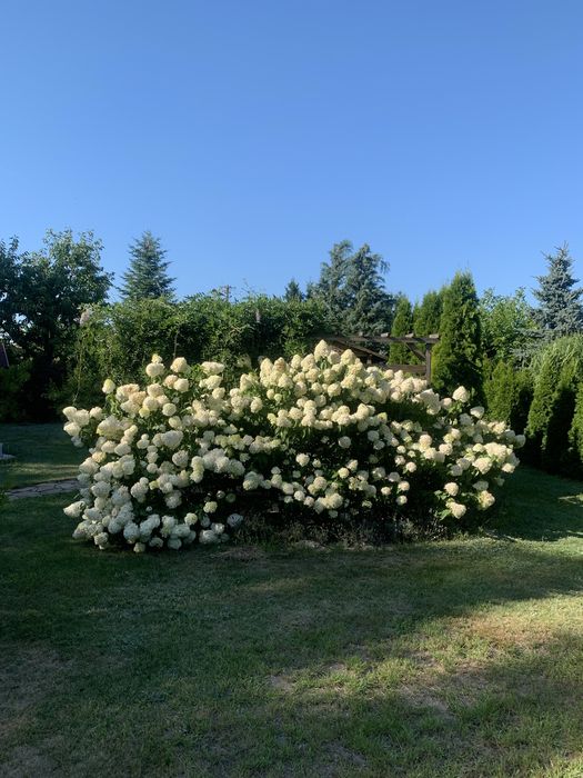Działka ROD Grędzice Ciechanów