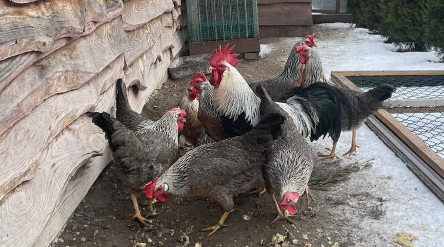 Jaja lęgowe włoszka srebrna