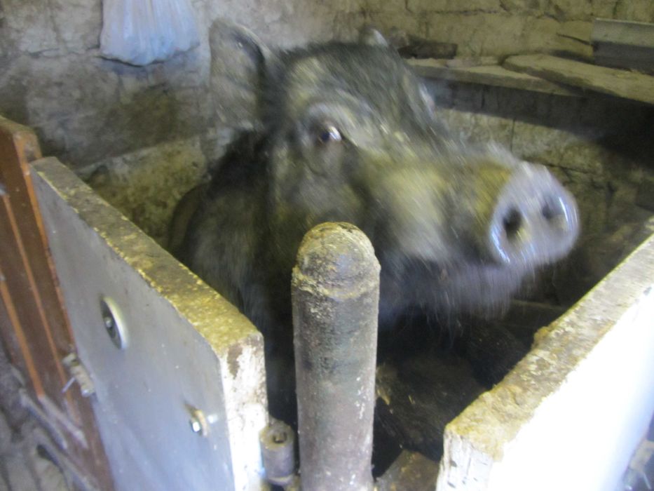 Вєтнамські поросята,свині.