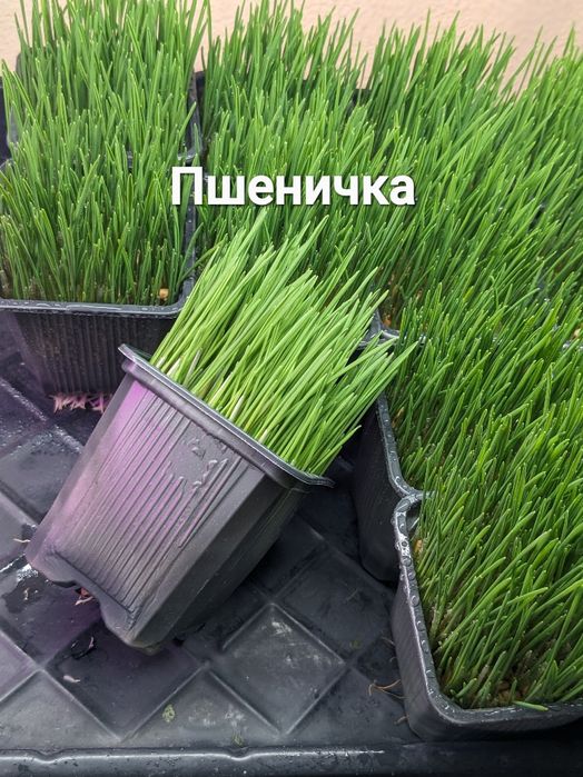 пророщенная пшеничка  для животных