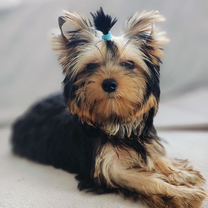 Yorkshire terrier