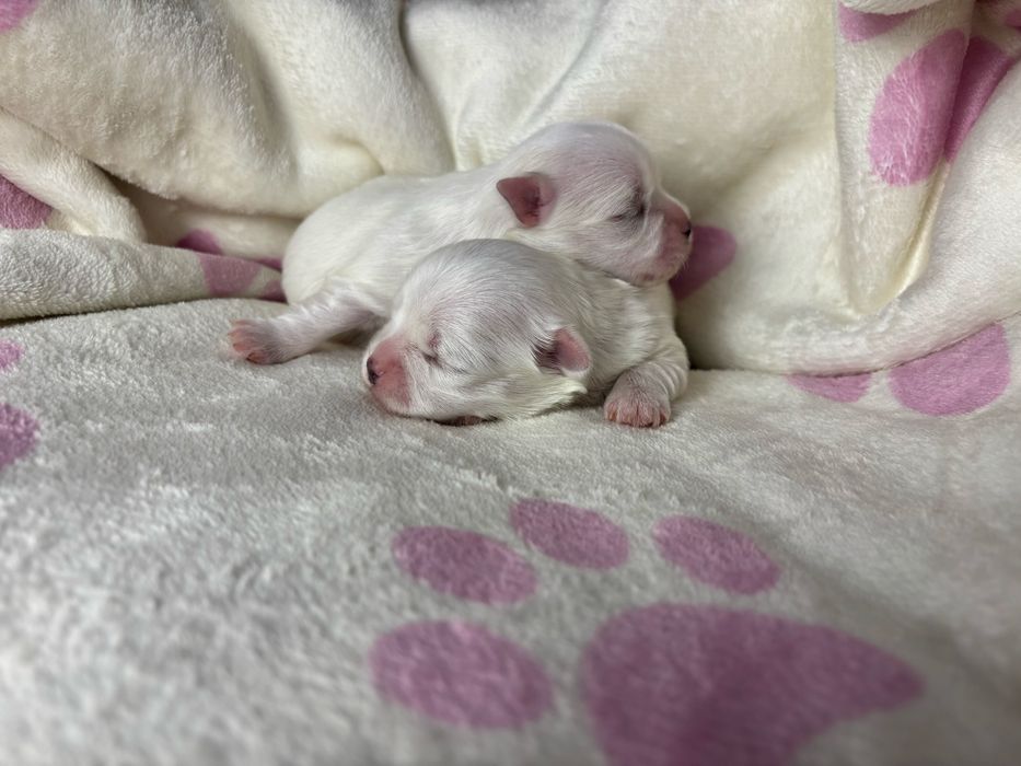 Maltanczyk piesek z odbiorem w czerwcu